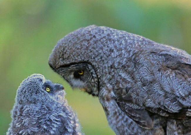 Foto burung hantu terbaik sepanjang masa