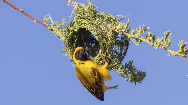 Burung dengan warna bulu yang indah