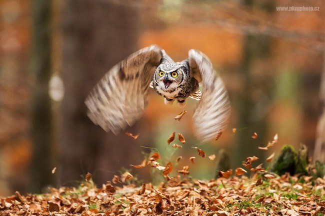 Foto burung hantu terbaik sepanjang masa