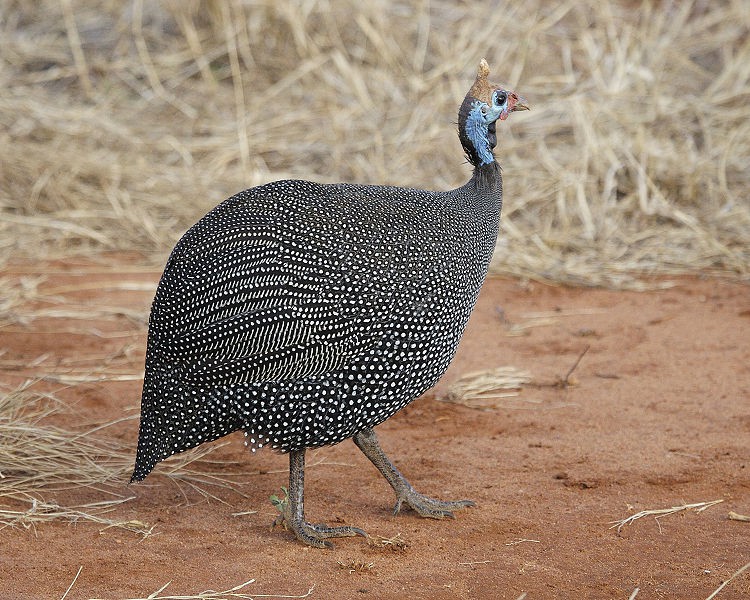 Burung dengan warna bulu yang indah
