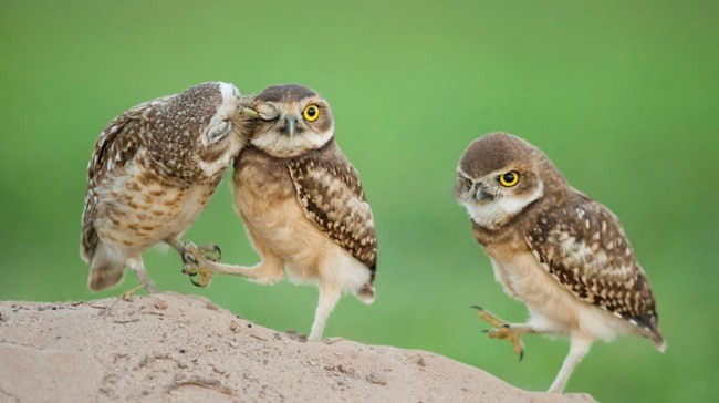 Foto burung hantu terbaik sepanjang masa