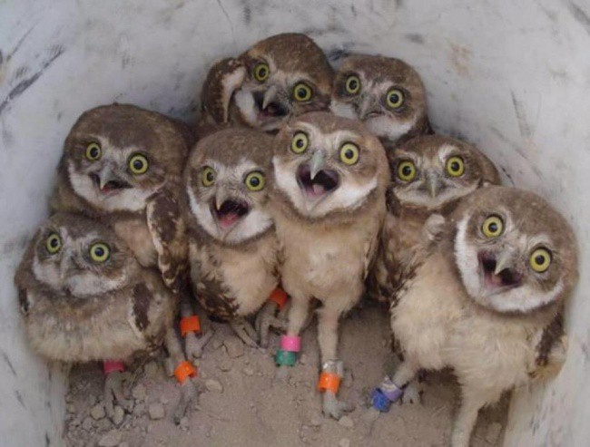 Foto burung hantu terbaik sepanjang masa