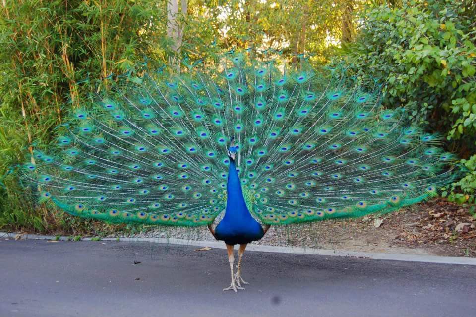 Burung dengan warna bulu yang indah