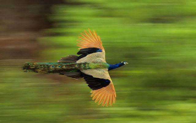 Burung dengan warna bulu yang indah