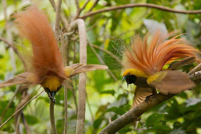 Burung dengan warna bulu yang indah | KASKUS