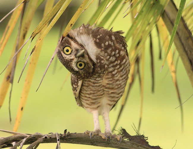 Foto burung hantu terbaik sepanjang masa