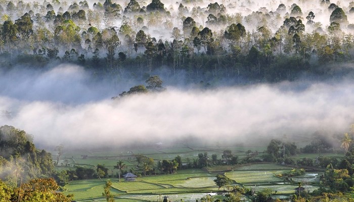 5 Hutan Yang Dikenal Angker di Indonesia