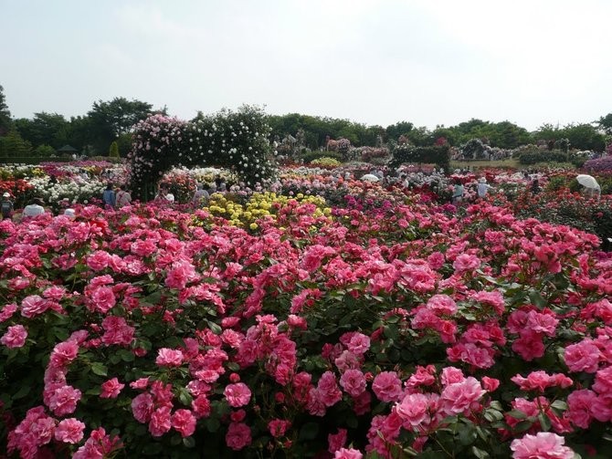 Keajaiban Alam Berwarna Pink