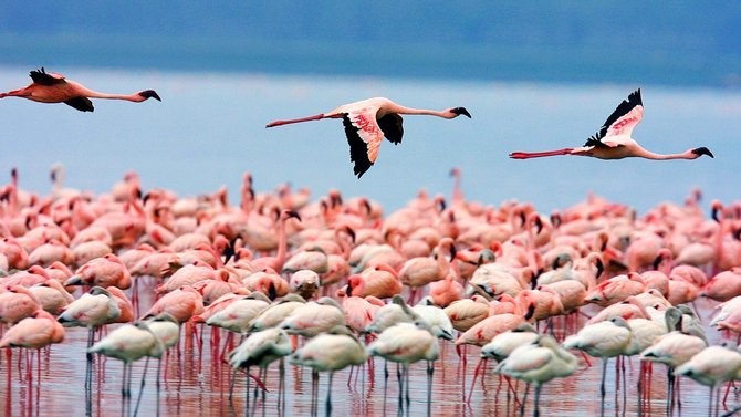 Keajaiban Alam Berwarna Pink