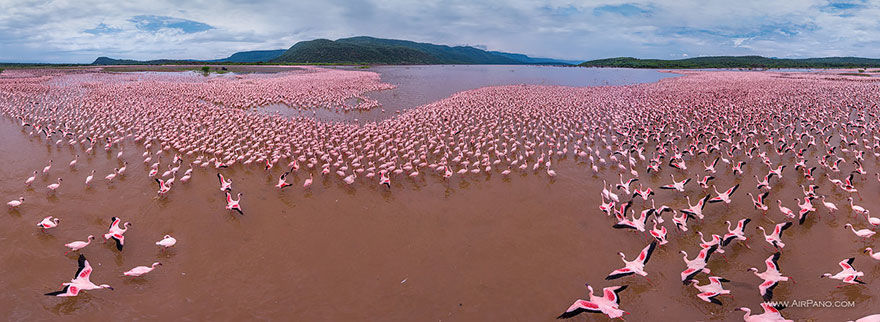 Amazing, Melihat Dunia Bagai Seekor Burung