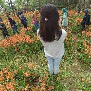 Kebun Bunga Amaryllis Hancur Karena Selfi