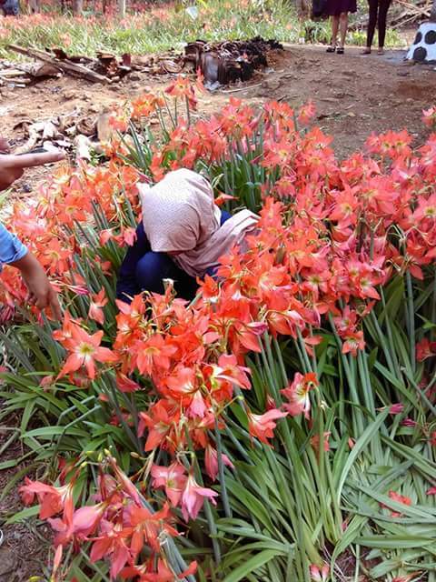 Kebun Bunga Amaryllis Hancur Karena Selfi