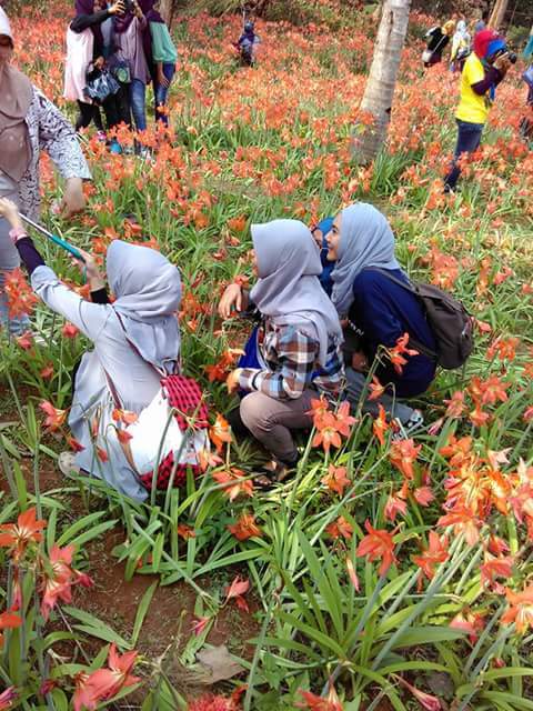 Kebun Bunga Amaryllis Hancur Karena Selfi