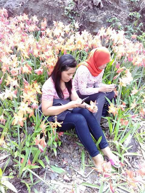 Kebun Bunga Amaryllis Hancur Karena Selfi