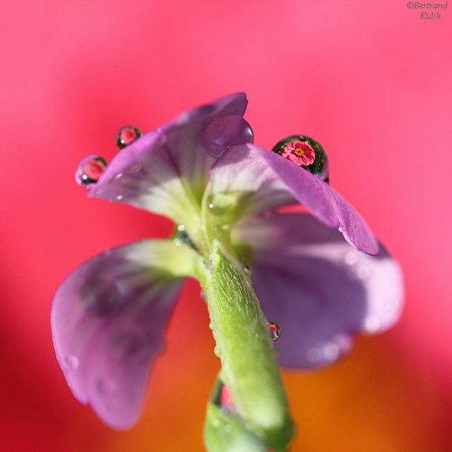 Fotografi makro dalam tetesan air