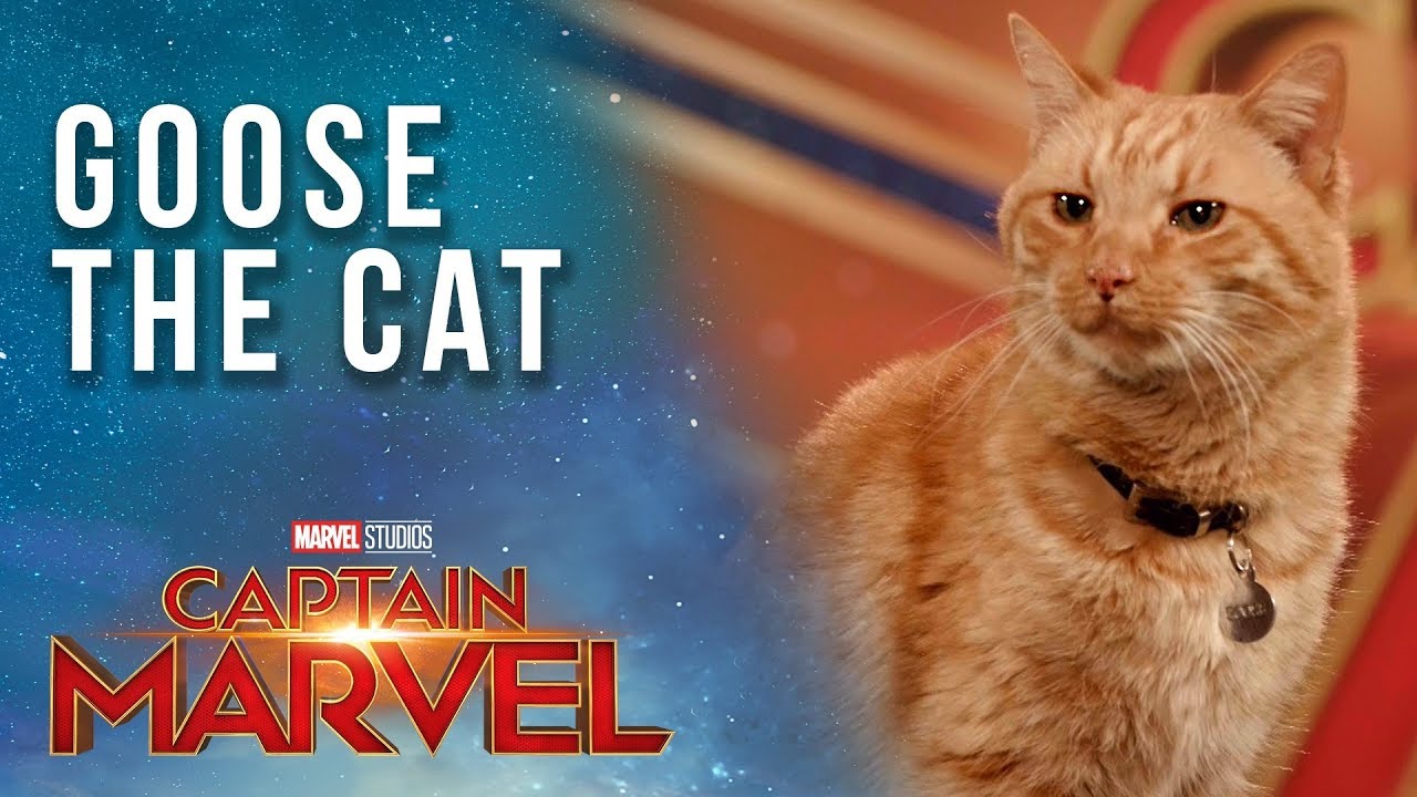  Fakta Tentang Goose Si Kucing Alien di Captain Marvel !