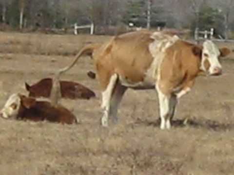 ★★★ Fahri Hamzah: Sembarangan, Saya Ini Pendiri Partai ! ★★★