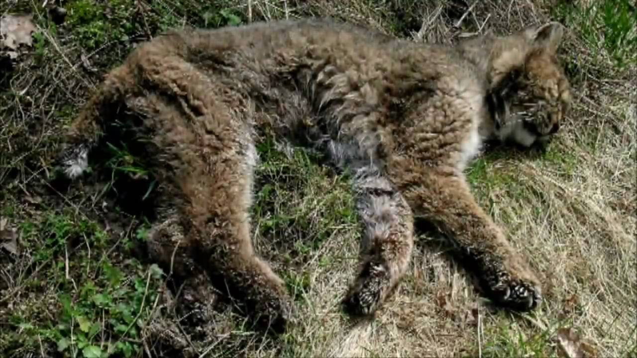 HOT ! Mengenal BOBCATS ! Kucing Lovers Masuk ! 