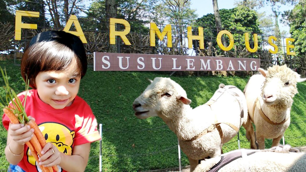 Wisata Anak ke Farmhouse Lembang untuk Mendapatkan Nuansa Baru dalam Bermain