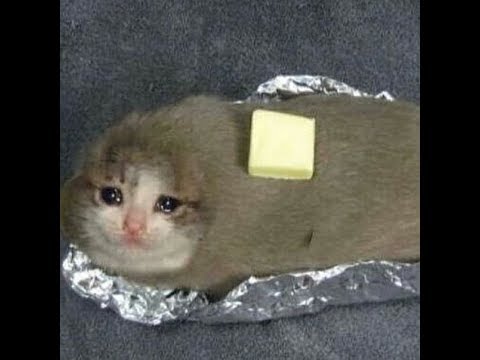 foto-foto-kelakuan-para-kucing-yang-bikin-gemes-ketawa-dan-geleng-geleng-14-foto