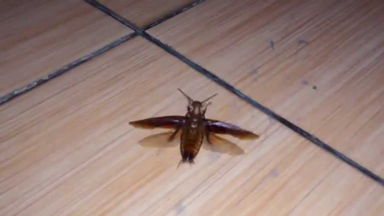 ngeritelinga-cewe-ini-dimasuki-kecoabutuh-9-hari-baru-bisa-keluar