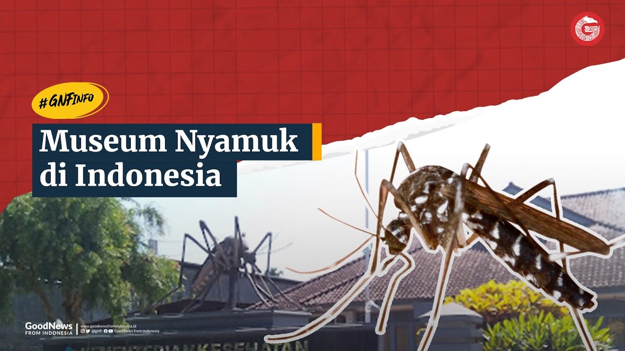 Islandia: Negara Bebas Nyamuk, Apa Rahasianya? &#91;Kompetisi KGPT&#93;&#93;