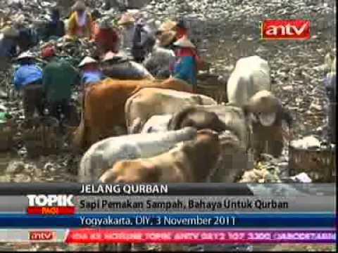 Piyungan Penuh Sapi Pemakan Sampah