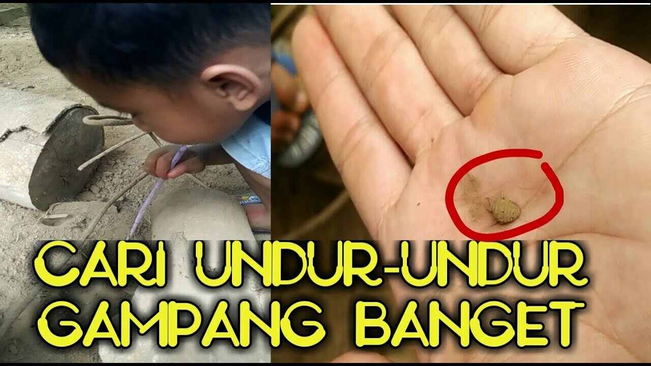 3 Cara Asik dan Unik Ambil Undur Undur Versi Ane Kecil