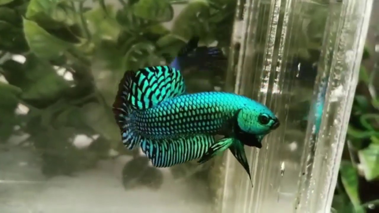 Wajib Tahu ! Fakta Ikan Cupang Alam, Cupang Alien, Seperti Apa Si ?