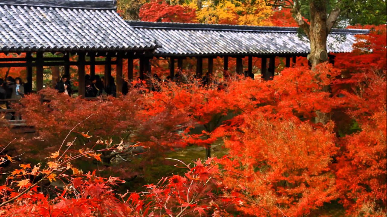 Tempat-tempat utk melihat momiji (maple tree) di Kyoto