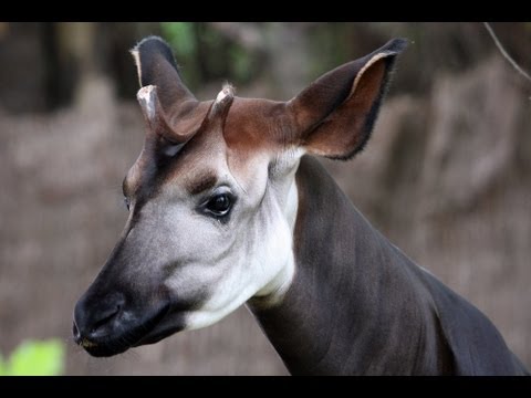 Okapi, Jerapah Hutan Tanpa Leher Panjang