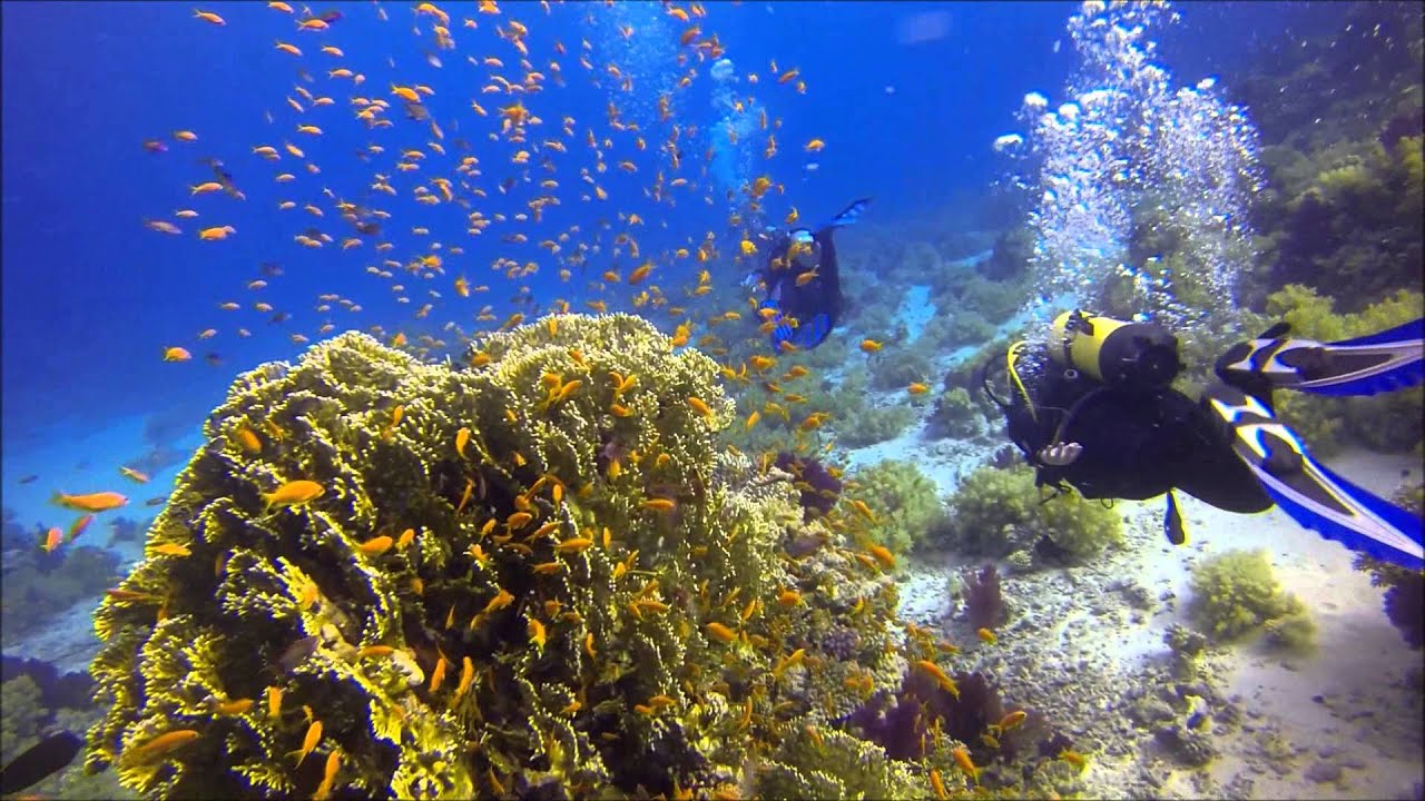 10 Lokasi Diving Paling Hits di Bumi