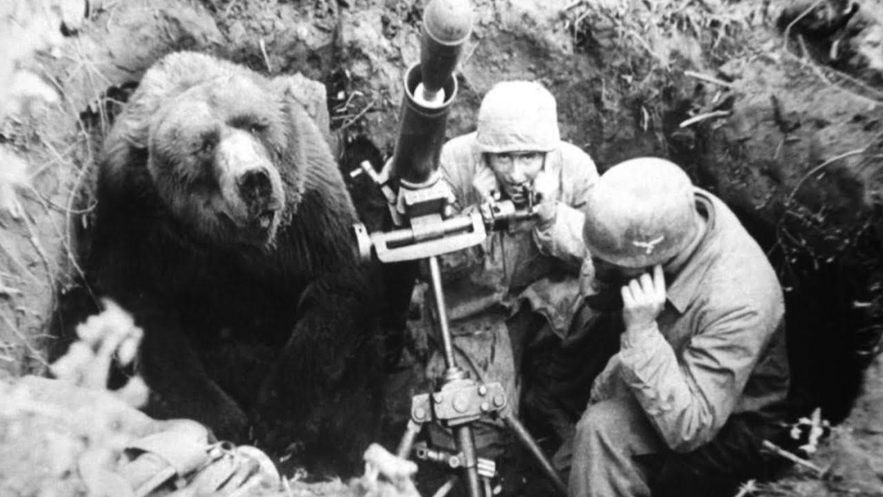 Beruang, Pahlawan Pertempuran Monte Cassino di Perang Dunia II