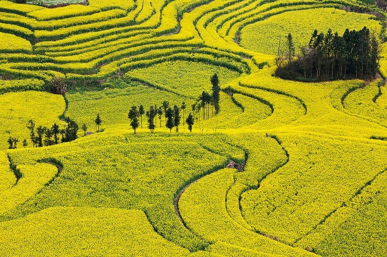 LAUTAN KUNING DI CHINA INI BUKAN TANAMAN PADI