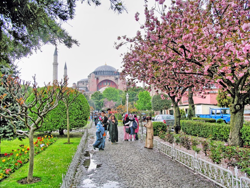 Tempat Terbaik Melihat Bunga Sakura Mekar Selain Jepang