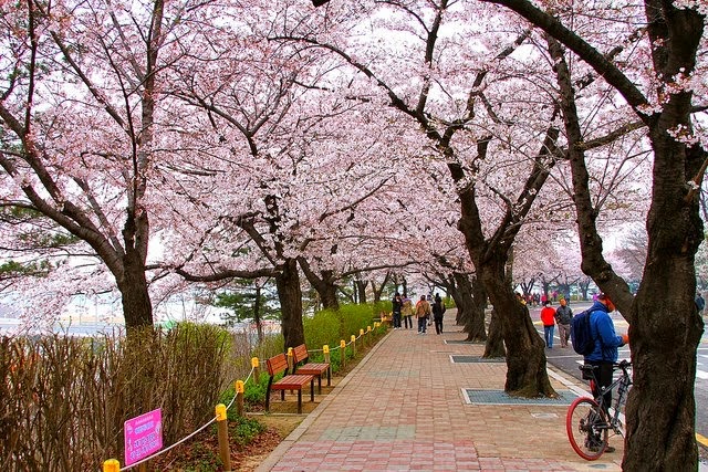 Tempat Terbaik Melihat Bunga Sakura Mekar Selain Jepang