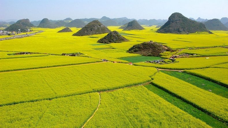 LAUTAN KUNING DI CHINA INI BUKAN TANAMAN PADI