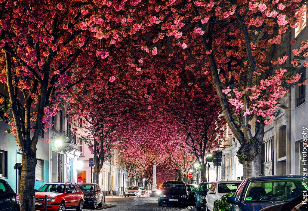 Tempat Terbaik Melihat Bunga Sakura Mekar Selain Jepang