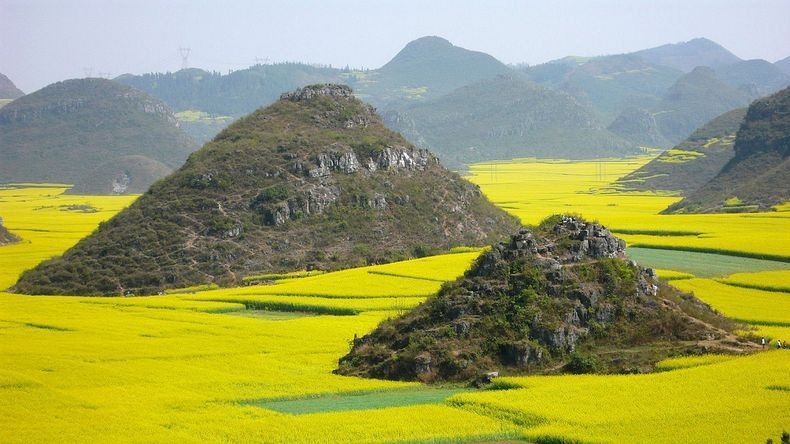 LAUTAN KUNING DI CHINA INI BUKAN TANAMAN PADI