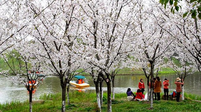 Tempat Terbaik Melihat Bunga Sakura Mekar Selain Jepang