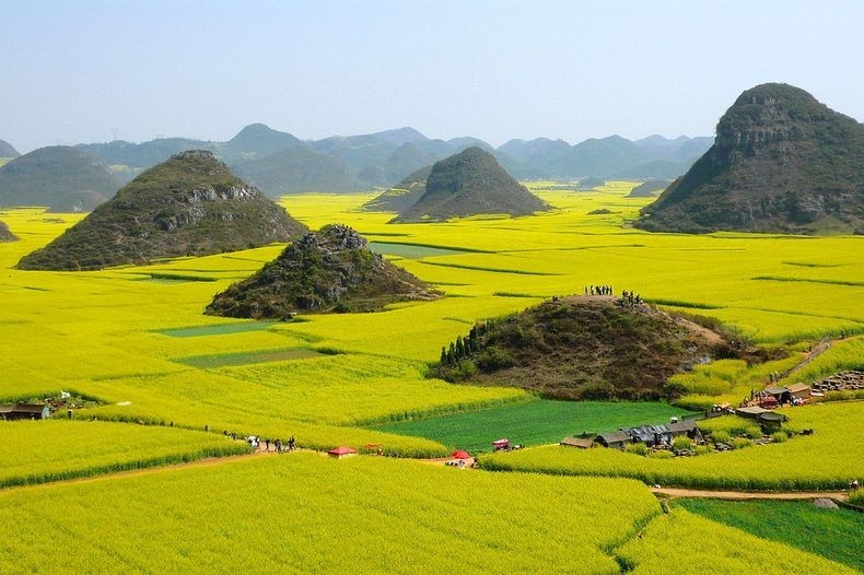 LAUTAN KUNING DI CHINA INI BUKAN TANAMAN PADI