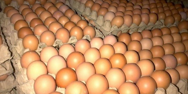 Usaha Ayam Petelur Menggiurkan