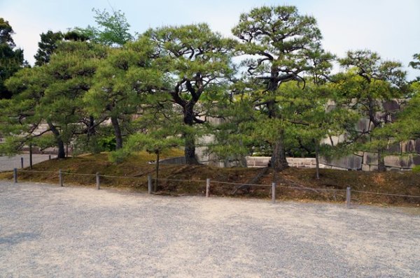 Mengenang Era Shogun Jepang Di Kastil Nijo