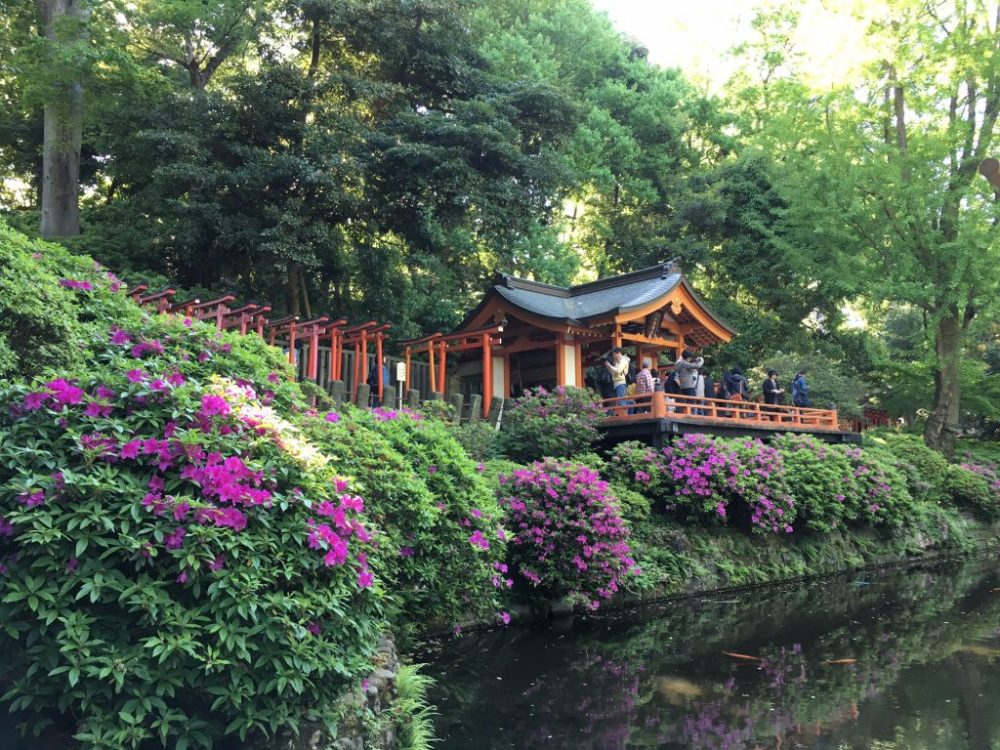 Indahnya Festival Bunga Azalea di Kuil Nezu, Tokyo