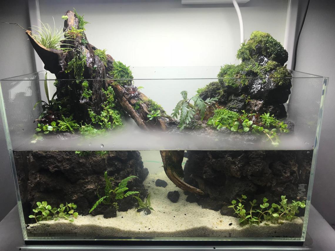 Buat Paludarium Yuk! Ekosistem Buatan yang Bikin Interior Rumah Makin Cantik & Asri!