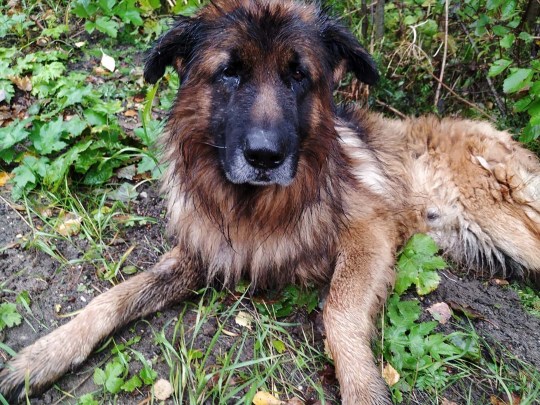 Meski Dikubur Hidup-Hidup, Seekor Anjing Berhasil Menggali dan Kabur dari Kuburnya!