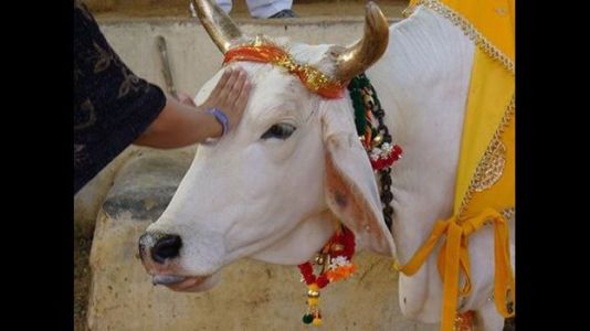 Ini Alasan Umat Hindu Bali tidak Mengonsumsi Daging Sapi