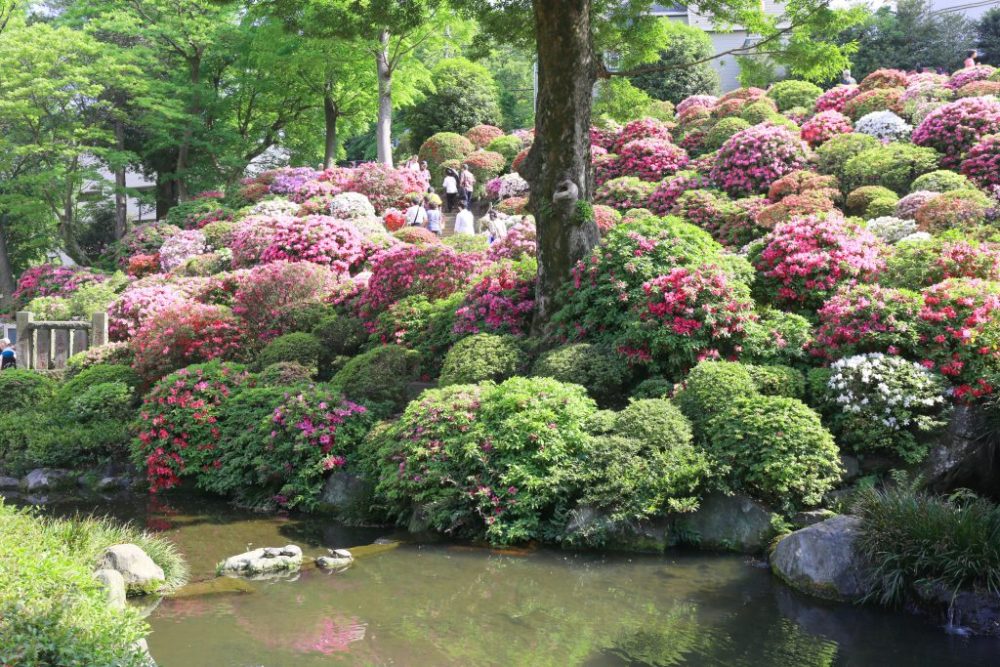 Indahnya Festival Bunga Azalea di Kuil Nezu, Tokyo