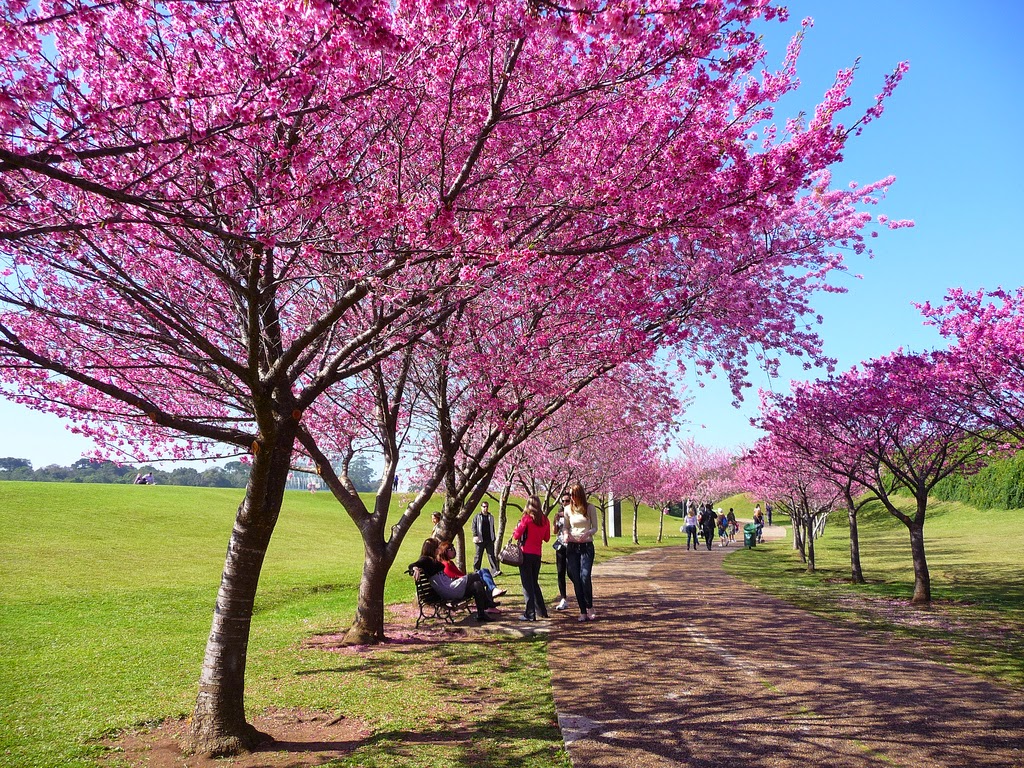 Tempat Terbaik Melihat Bunga Sakura Mekar Selain Jepang