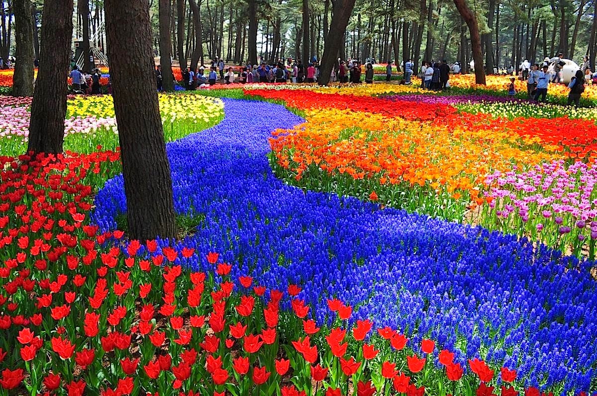 Dubai miracle garden · 2. 12 Taman Bunga Terindah Di Dunia Kaskus